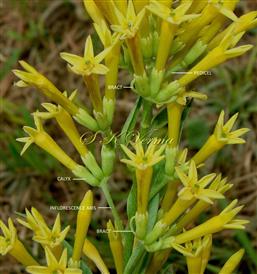  Inflorescences